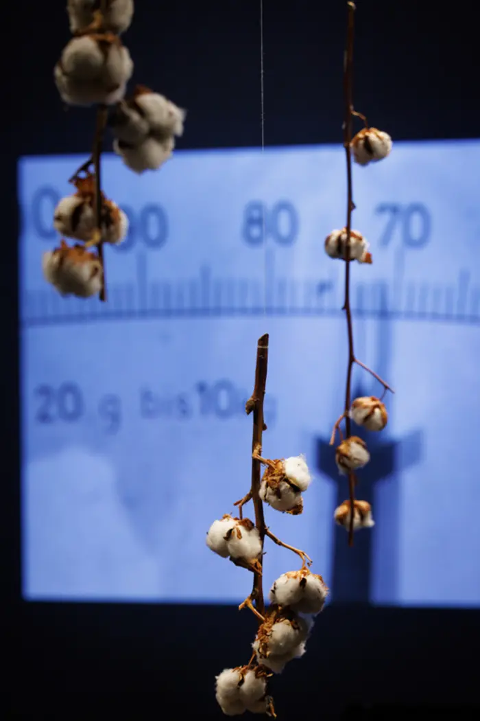 Baumwolle vor Videoinstallation in der Ausstellung "Ode an das Handwerk" im Japanischen Palais